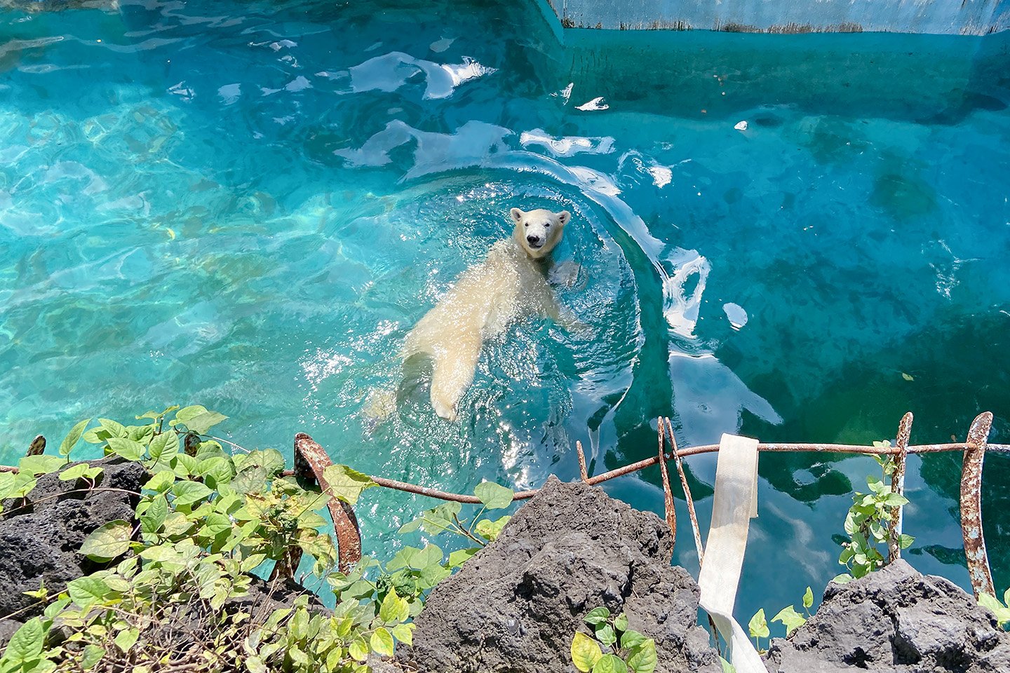 🦁 텐노지 동물원(덴노지도부쓰엔) 이미지 7